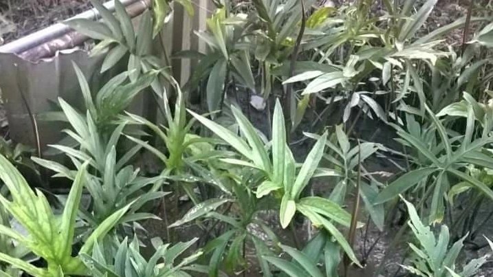 Loại rau mọc hoang xưa là thực phẩm "cứu đói", giờ thành đặc sản được nhiều người “săn lùng”