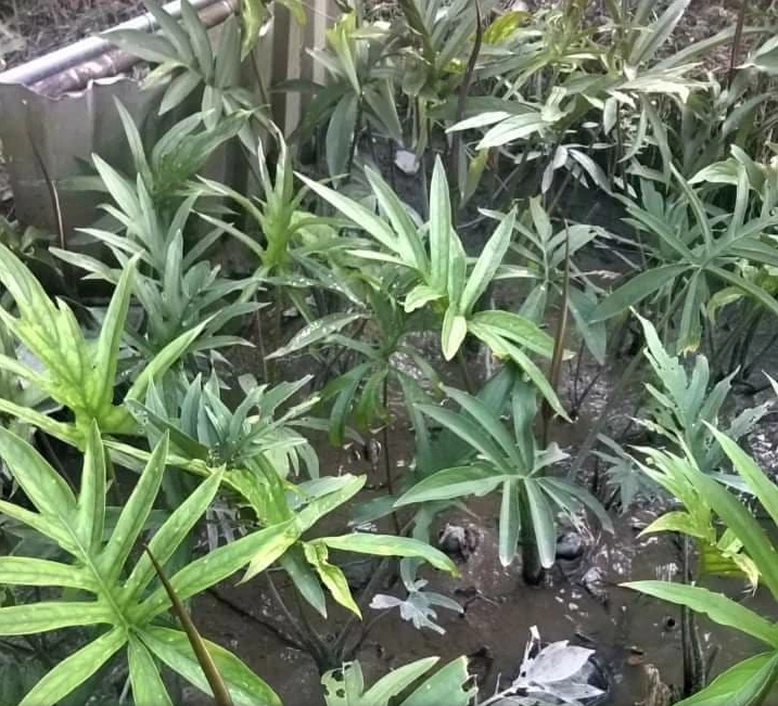 Loại rau mọc hoang xưa là thực phẩm "cứu đói", giờ thành đặc sản được nhiều người “săn lùng”