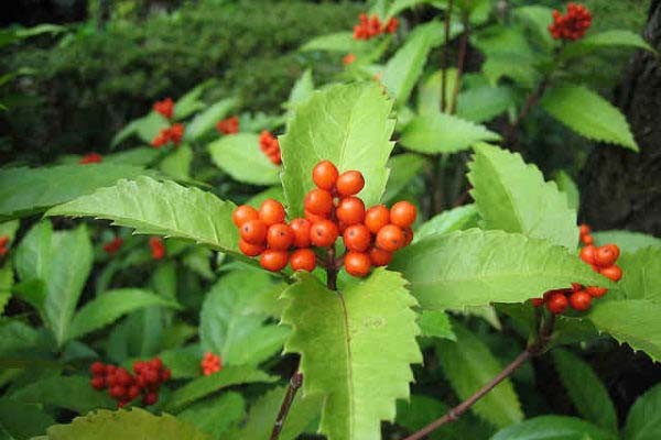 Những "bí kíp" chữa gout bằng thảo dược dân gian cực dễ thực hiện