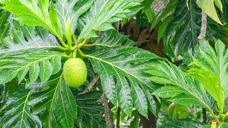 Những "bí kíp" chữa gout bằng thảo dược dân gian cực dễ thực hiện