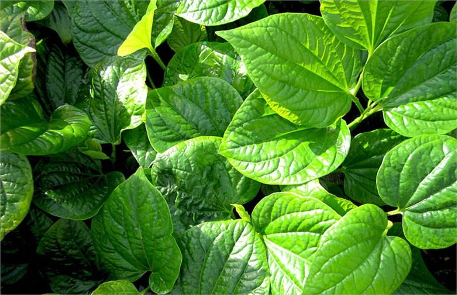 Những "bí kíp" chữa gout bằng thảo dược dân gian cực dễ thực hiện