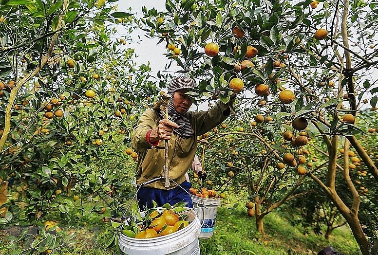 từ ngày có địa lý chỉ dẫn cam Cao Phong, người dân nơi đây trồng cam theo tiêu chuẩn VietGAP.