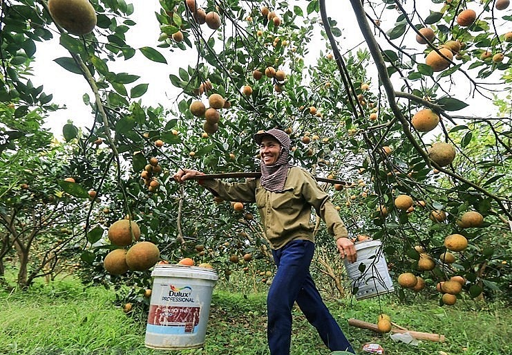 Người dân phấn khởi bước vào vụ thu hoạch cam Cao Phong.