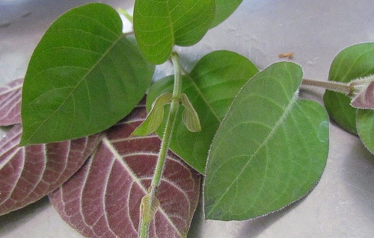 Lá mơ lông ăn sống hay nấu chín đều có vị riêng