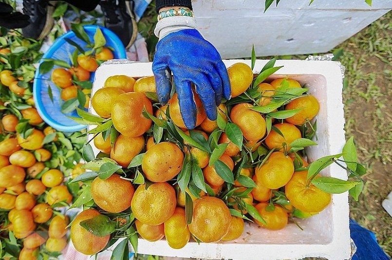 Hiện giá cam lòng vàng bán tại vườn có giá trên dưới 20.000 đồng/kg tùy loại, giá bán lẻ từ 30.000 đến 40.000 đồng/kg.