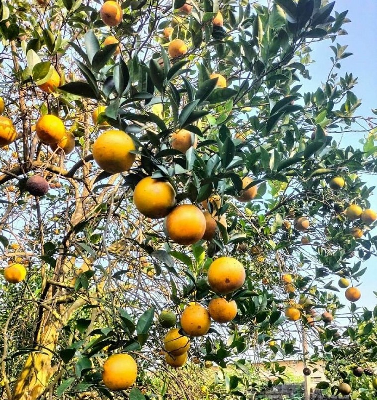 Huyện Cao Phong có tích cam khoảng 1.500 ha, sản lượng 18.000 tấn; trong đó, diện tích cam sản xuất theo tiêu chuẩn VietGAP khoảng 536,77 ha.