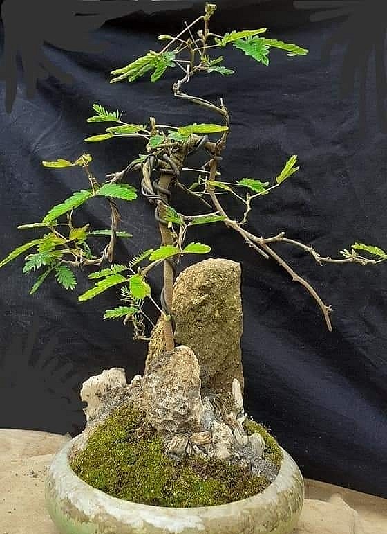Anh Tính thu tiền triệu từ cây hoa mắc cỡ bonsai.