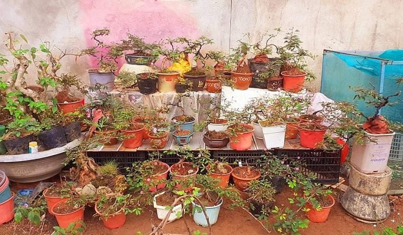 Anh Tính sở hữu hàng trăm cây kiểng bonsai hoa mắc cỡ.