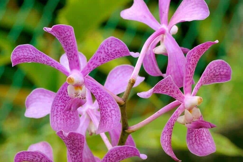 hoa lan nở rộ đủ sắc màu