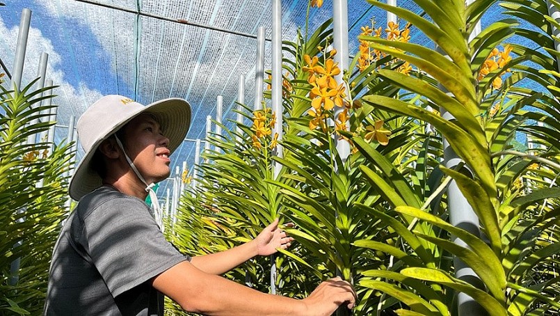 Giống Mokara được anh Dũng mua từ huyện Củ Chi 