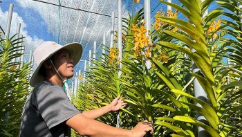 Trồng hoa nở đủ màu sắc, đẹp quá khách ùn ùn tới mua, cắt không kịp bán, người trồng xây nhà mua xe “ngon ơ”