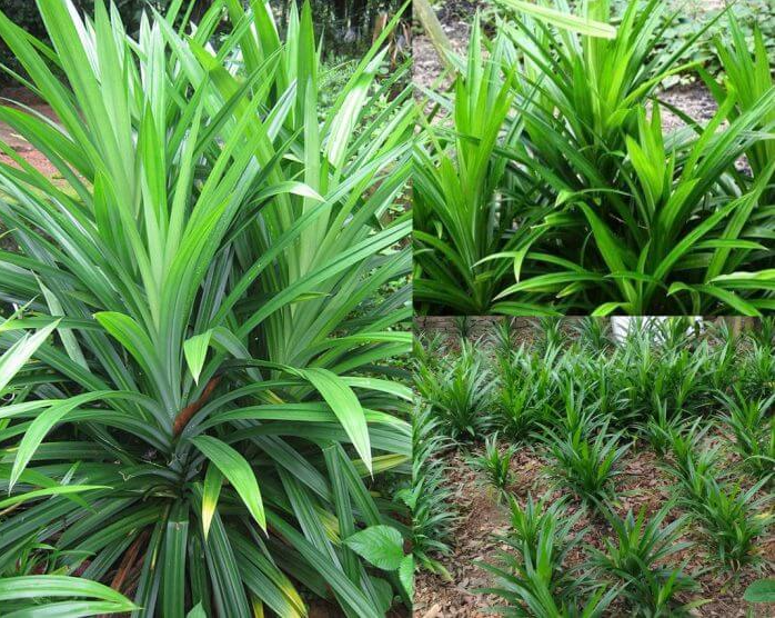 Loại lá xưa có đầy không ai hái, giờ được chị em nội trợ ưa chuộng