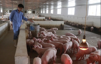 Giá heo hơi hôm nay 22/12 bất động trong tầm giá cũ, thủ phủ nuôi heo lo mất Tết