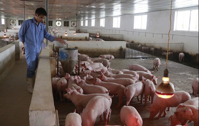 Giá heo hơi hôm nay 22/12 không ghi nhận sự thay đổi so với hôm qua. 