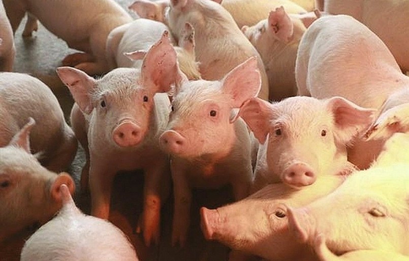 Nguồn cung tăng cao khiến giá heo hơi giảm sâu và duy trì ở mức thấp.