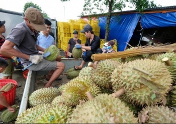 Sau hơn 1 tháng xuất khẩu chính ngạch sầu riêng lập kỷ lục chưa từng có khi tăng trên 4.000%