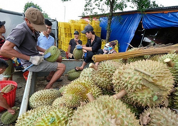 trong tháng 10, xuất khẩu sầu riêng sang Trung Quốc đã tăng tới 4.120% so với cùng kỳ năm trước.