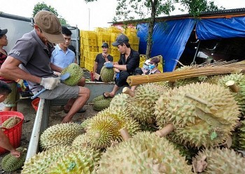 Sau hơn 1 tháng xuất khẩu chính ngạch sầu riêng lập kỷ lục chưa từng có khi tăng trên 4.000%