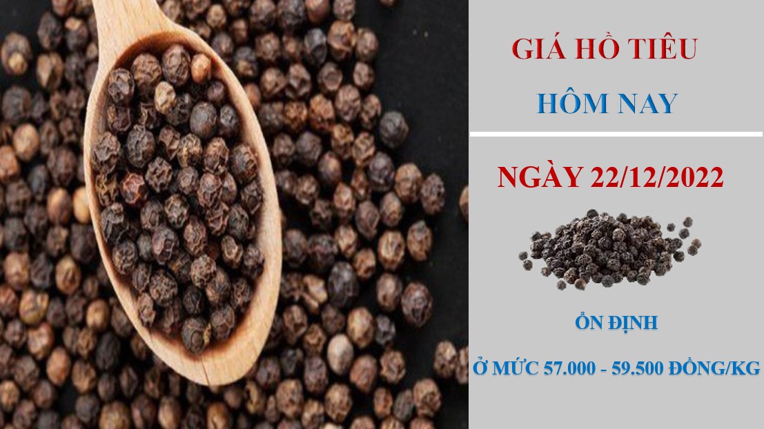 Giá hồ tiêu hôm nay 22/12/2022: Dưới 60.000 đồng/kg, nông dân không còn mặn mà với tiêu