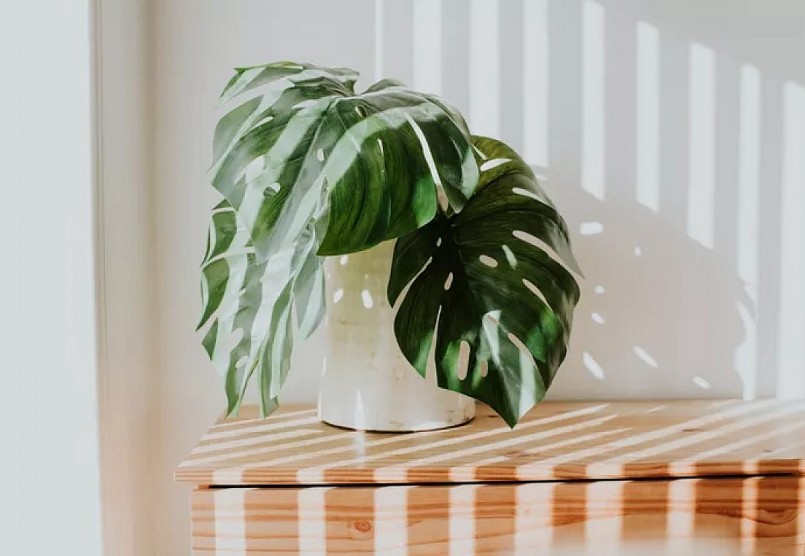 Ánh sáng và gió ảnh hưởng trực tiếp tới sự phát triển của cây trong nhà.