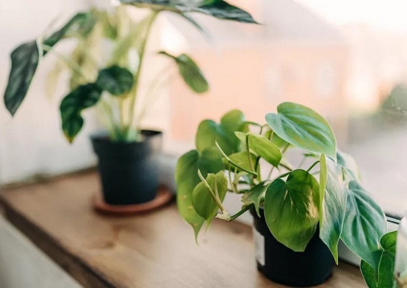 Khi trồng cây trong nhà bạn cần lưu ý về nhu cầu ánh nắng của cây để đặt vào vị trí hợp lý.