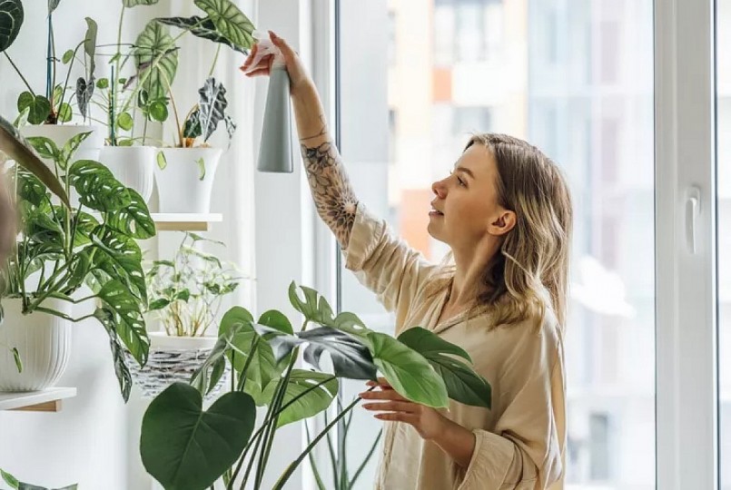 Việc liên tục thay đổi vị trí đặt cây trong nhà khiến cây không kịp thích nghi dẫn tới phát triển chậm. 