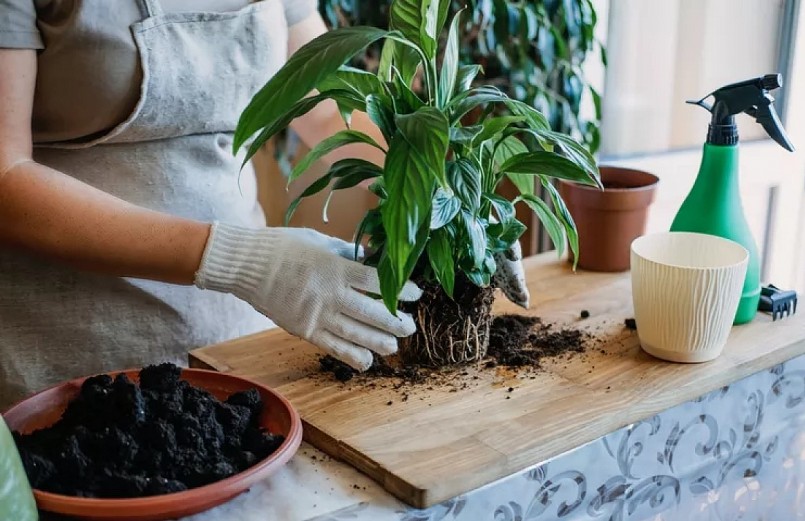 Khi thay chậu cho cây trong nhà bạn cũng phải lựa chọn đúng thời điểm và loại chậu phù hợp với cây.