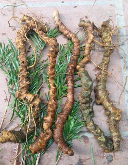 Tam thất trồng từ 5-7 năm mới cho thu hoạch củ Tam thất trồng từ 5-7 năm mới cho thu hoạch củ