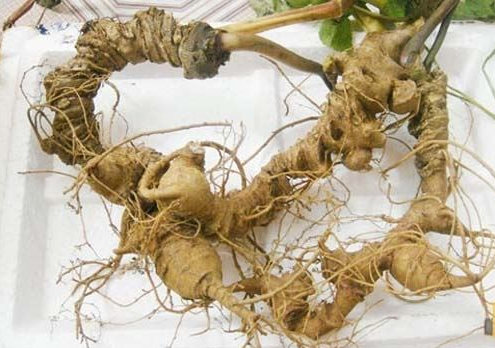 Loại củ vừa đắng vừa xấu nhưng vô cùng quý hiếm, 1.800.000 đồng/kg, muốn mua không phải dễ