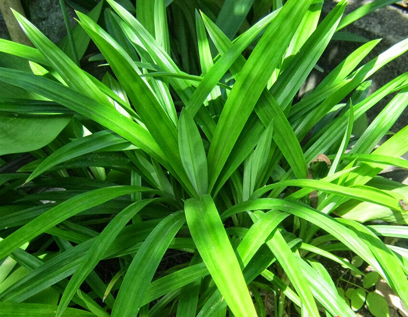 Loại lá xưa có đầy không ai hái, giờ được chị em nội trợ ưa chuộng