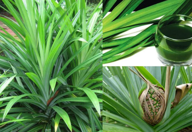 Loại lá xưa có đầy không ai hái, giờ được chị em nội trợ ưa chuộng