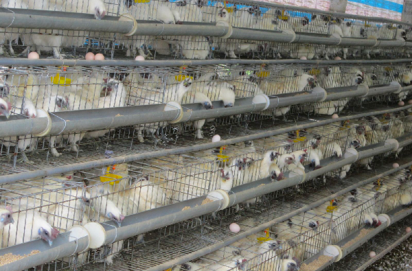 Nuôi gà ác cho ngủ máy lạnh và nghe nhạc, tháng kiếm hàng trăm triệu