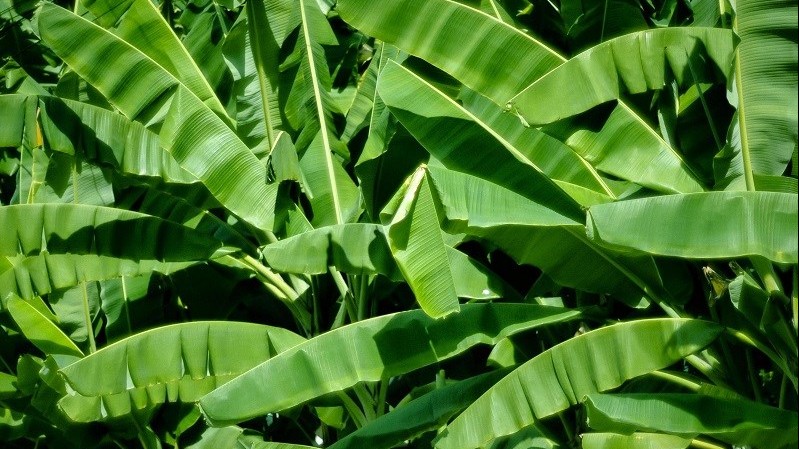 Loại lá phổ biến ở Việt Nam có công dụng vô cùng đặc biệt nhưng ít người biết đến