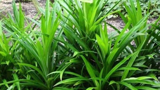 Loại lá xưa có đầy không ai hái, giờ được chị em nội trợ ưa chuộng