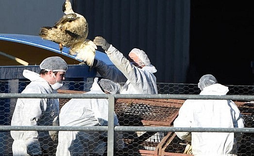 Tiêu hủy vịt nhiễm cúm gia cầm tại trang trại ở vùng Nouvelle-Aquitaine, tây nam nước Pháp - Ảnh: AFP