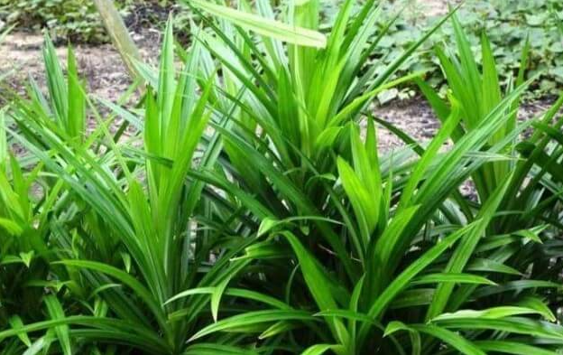 Loại lá xưa có đầy không ai hái, giờ được chị em nội trợ ưa chuộng