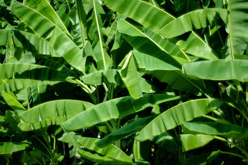 Loại lá phổ biến ở Việt Nam có công dụng vô cùng đặc biệt nhưng ít người biết đến