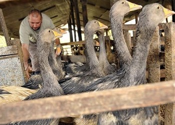 Cúm gia cầm bùng phát tàn khốc, châu Âu tiêu hủy 50 triệu gà, vịt