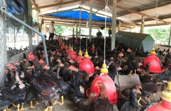 Liên kết nuôi gà đồi, dân chỉ lo làm chuồng doanh nghiệp lo giống, thức ăn