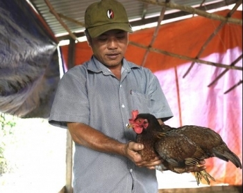 Bí quyết nuôi gà nòi, ngan Pháp ngon nhất vùng, nuôi nhàn mà giá cao chót vót