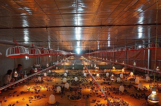 Toàn bộ hệ thống chuồng trại nuôi gà được đầu tư khép kín, sử dụng công nghệ sưởi và đệm lót sinh học để ngăn ngừa dịch bệnh.