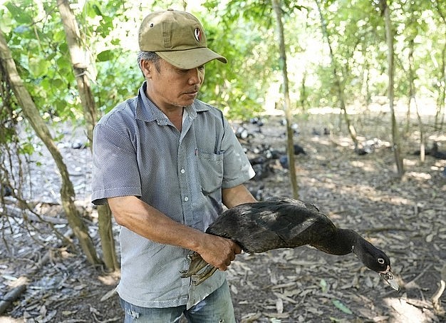 Đàn ngan lai Pháp của anh Vũ sau 2 tháng nuôi đạt trong lượng khoảng 3 kg/con. Ảnh: Phúc Lập.