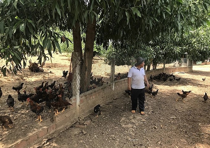 Thế mạnh nuôi gà đồi ở các địa phương sẽ được phát huy khi tham gia chuỗi liên kết. Ảnh: VĐT