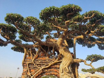 Cây sanh có bộ rễ như hoá thạch, trả 100 cây vàng chủ nhân nhất quyết không bán, báu vật hay đại gia “chém gió”