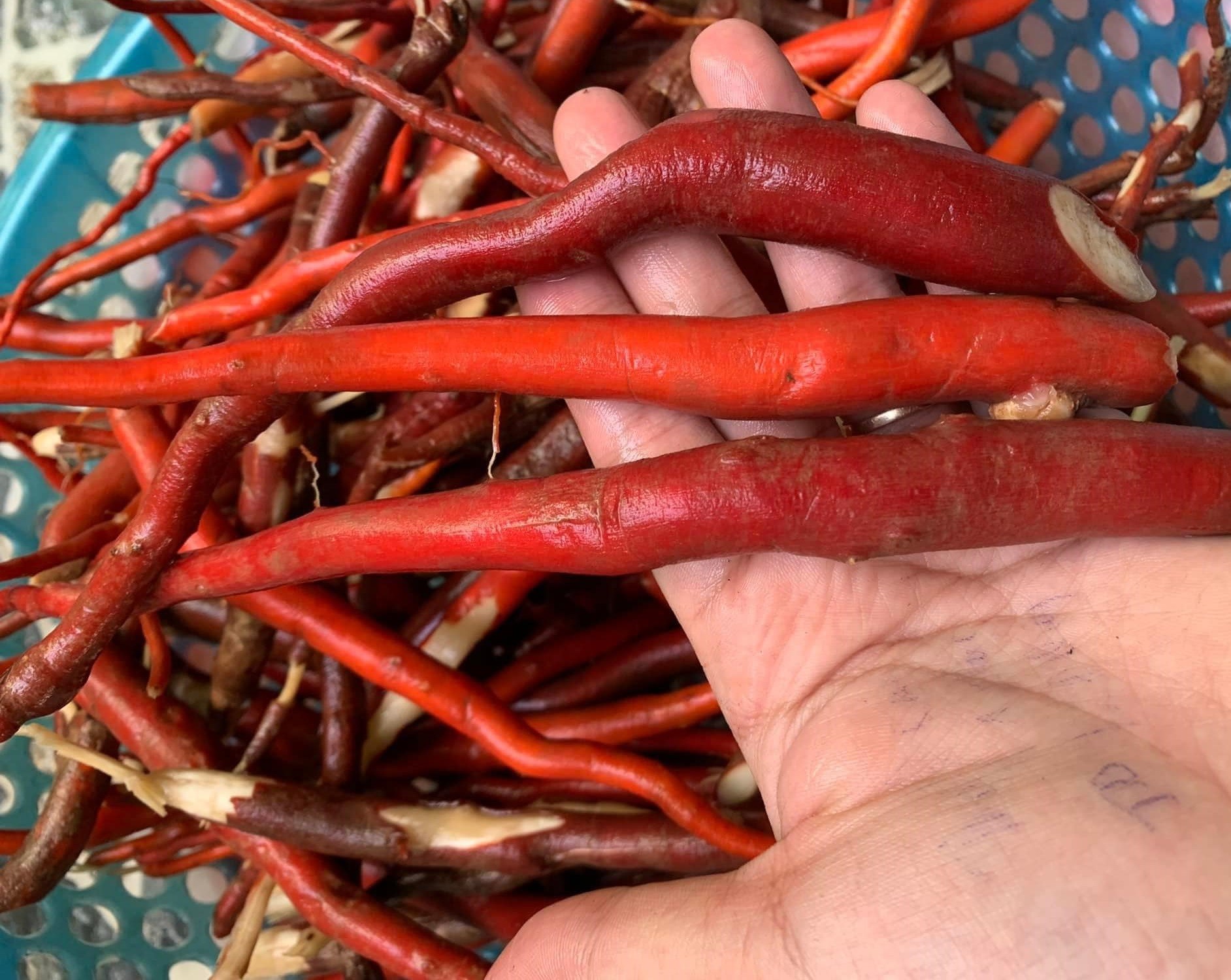 Sâm cau quý do đâu, dùng thế nào