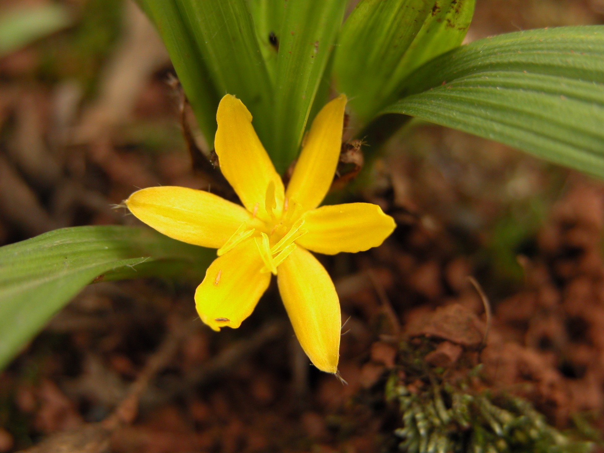 Sâm cau quý do đâu, dùng thế nào