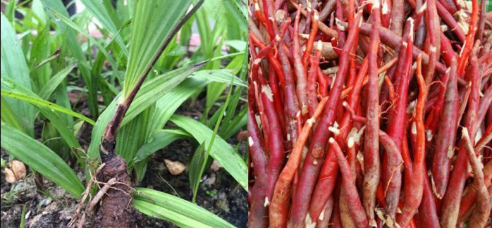 Sâm cau quý do đâu, dùng thế nào