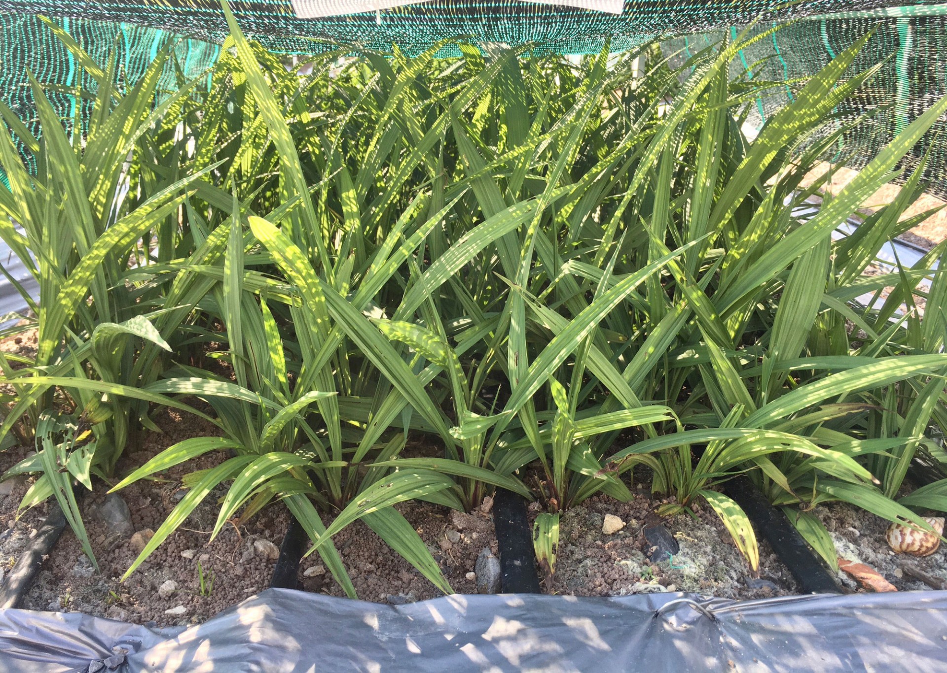 Sâm cau quý do đâu, dùng thế nào