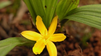 Sâm cau quý do đâu, nên dùng thế nào?