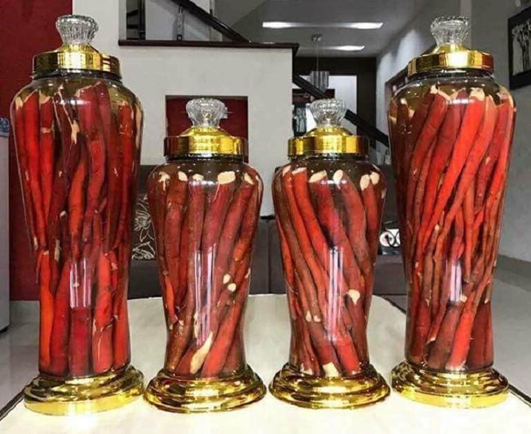 Sâm cau quý do đâu, dùng thế nào